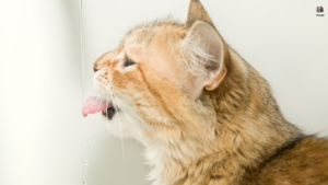 A frustrated cat owner calmly redirects their cat's attention from the couch, illustrating strategies to address common feline behaviors. Text overlay reads: 'Clawing Up the Couch? Fix These 5 Annoying Cat Behaviors and Keep Your Sanity!