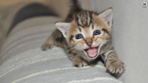 A frustrated cat owner calmly redirects their cat's attention from the couch, illustrating strategies to address common feline behaviors. Text overlay reads: 'Clawing Up the Couch? Fix These 5 Annoying Cat Behaviors and Keep Your Sanity!