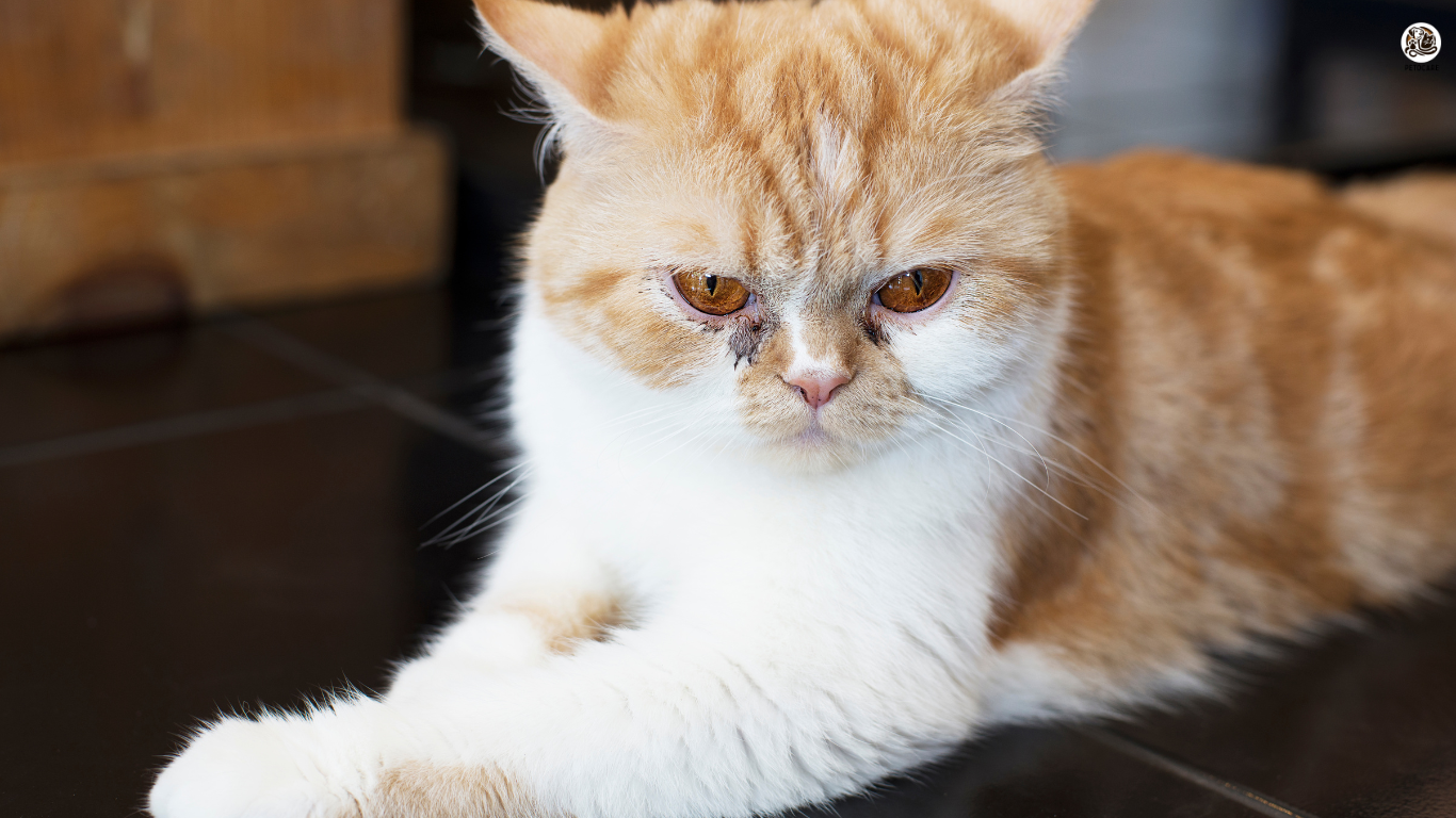 A frustrated cat owner calmly redirects their cat's attention from the couch, illustrating strategies to address common feline behaviors. Text overlay reads: 'Clawing Up the Couch? Fix These 5 Annoying Cat Behaviors and Keep Your Sanity!