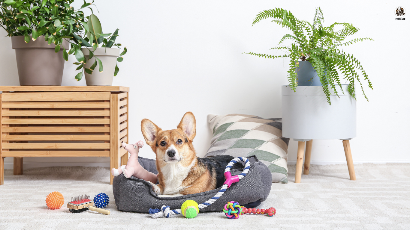 A playful dog enthusiastically interacts with a variety of engaging toys, highlighting the top picks to keep pets entertained. Text overlay reads: 'Busy Bee Pets? Top 5 Toys to Keep Your Furry Friend Entertained All Day!