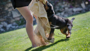 Image of a young puppy sitting attentively beside its owner, engaged in training exercises. The owner rewards the puppy with a treat, encouraging positive behavior and obedience training.