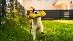 A playful dog enthusiastically interacts with a variety of engaging toys, highlighting the top picks to keep pets entertained. Text overlay reads: 'Busy Bee Pets? Top 5 Toys to Keep Your Furry Friend Entertained All Day!