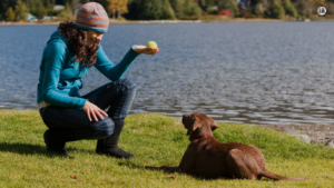 Image of a young puppy sitting attentively beside its owner, engaged in training exercises. The owner rewards the puppy with a treat, encouraging positive behavior and obedience training.