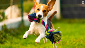 A playful dog enthusiastically interacts with a variety of engaging toys, highlighting the top picks to keep pets entertained. Text overlay reads: 'Busy Bee Pets? Top 5 Toys to Keep Your Furry Friend Entertained All Day!