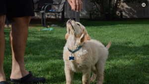 Image of a young puppy sitting attentively beside its owner, engaged in training exercises. The owner rewards the puppy with a treat, encouraging positive behavior and obedience training.