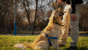 Image of a young puppy sitting attentively beside its owner, engaged in training exercises. The owner rewards the puppy with a treat, encouraging positive behavior and obedience training.
