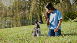 Image of a young puppy sitting attentively beside its owner, engaged in training exercises. The owner rewards the puppy with a treat, encouraging positive behavior and obedience training.