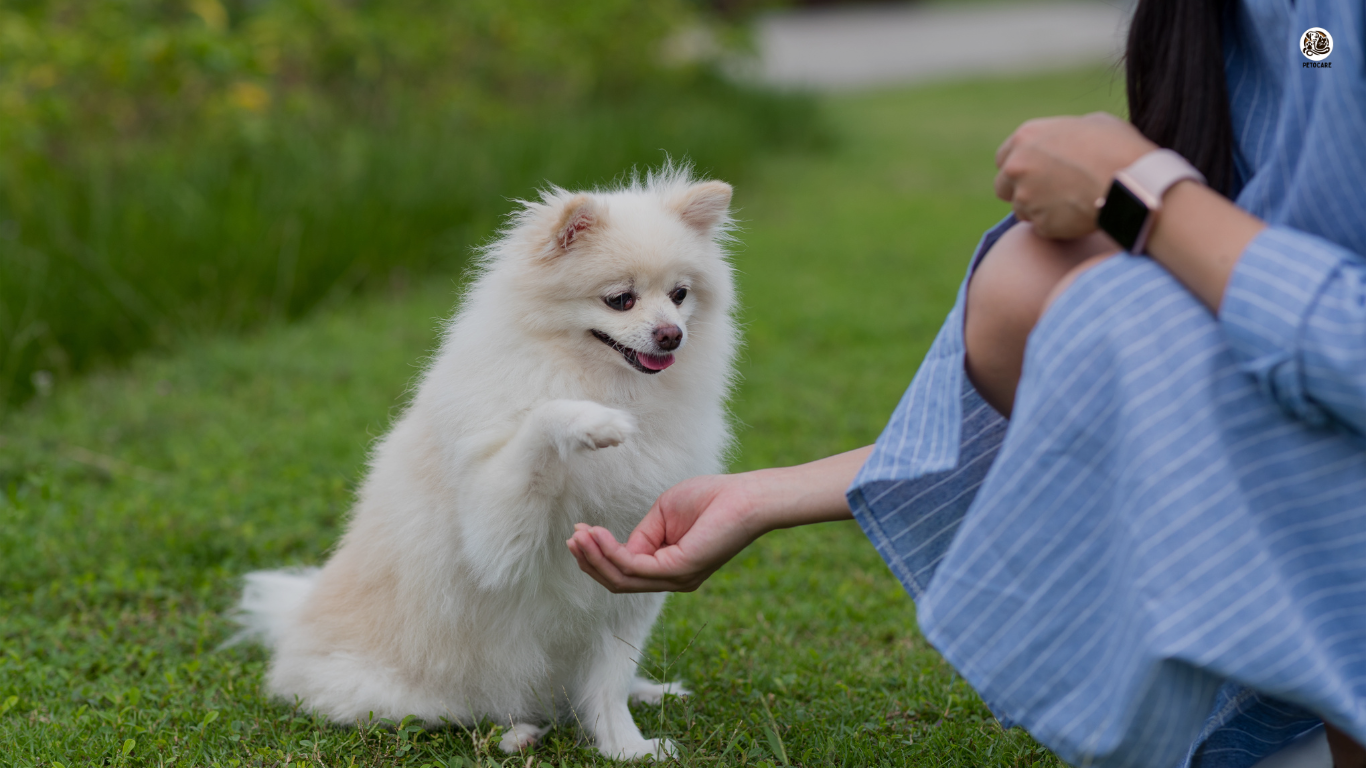 Image of a young puppy sitting attentively beside its owner, engaged in training exercises. The owner rewards the puppy with a treat, encouraging positive behavior and obedience training.