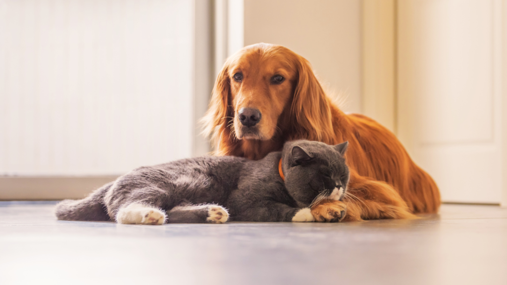 Concerned pet owner comforting a stressed dog and cat, emphasizing the importance of recognizing signs of pet stress.