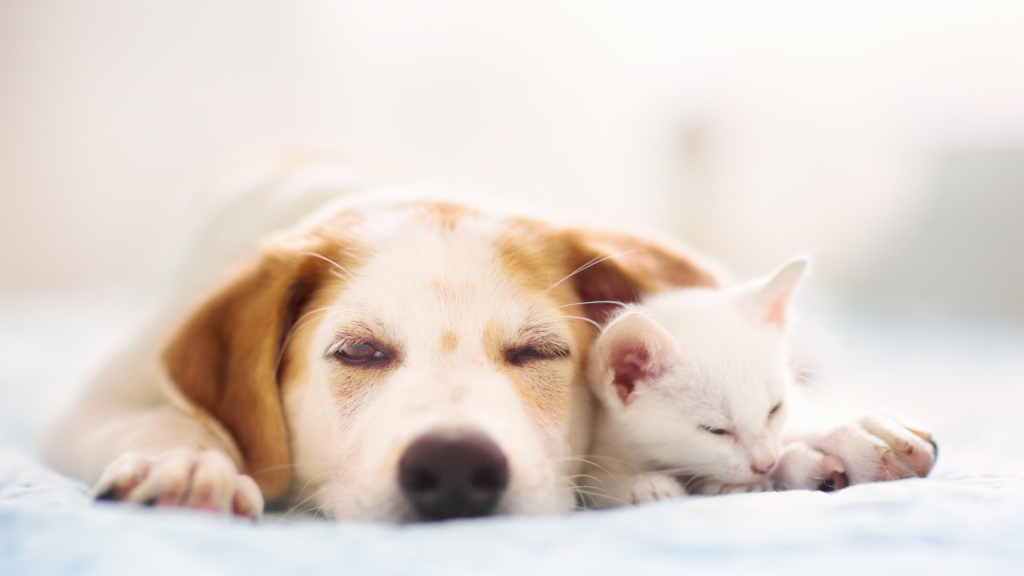 Concerned pet owner comforting a stressed dog and cat, emphasizing the importance of recognizing signs of pet stress.