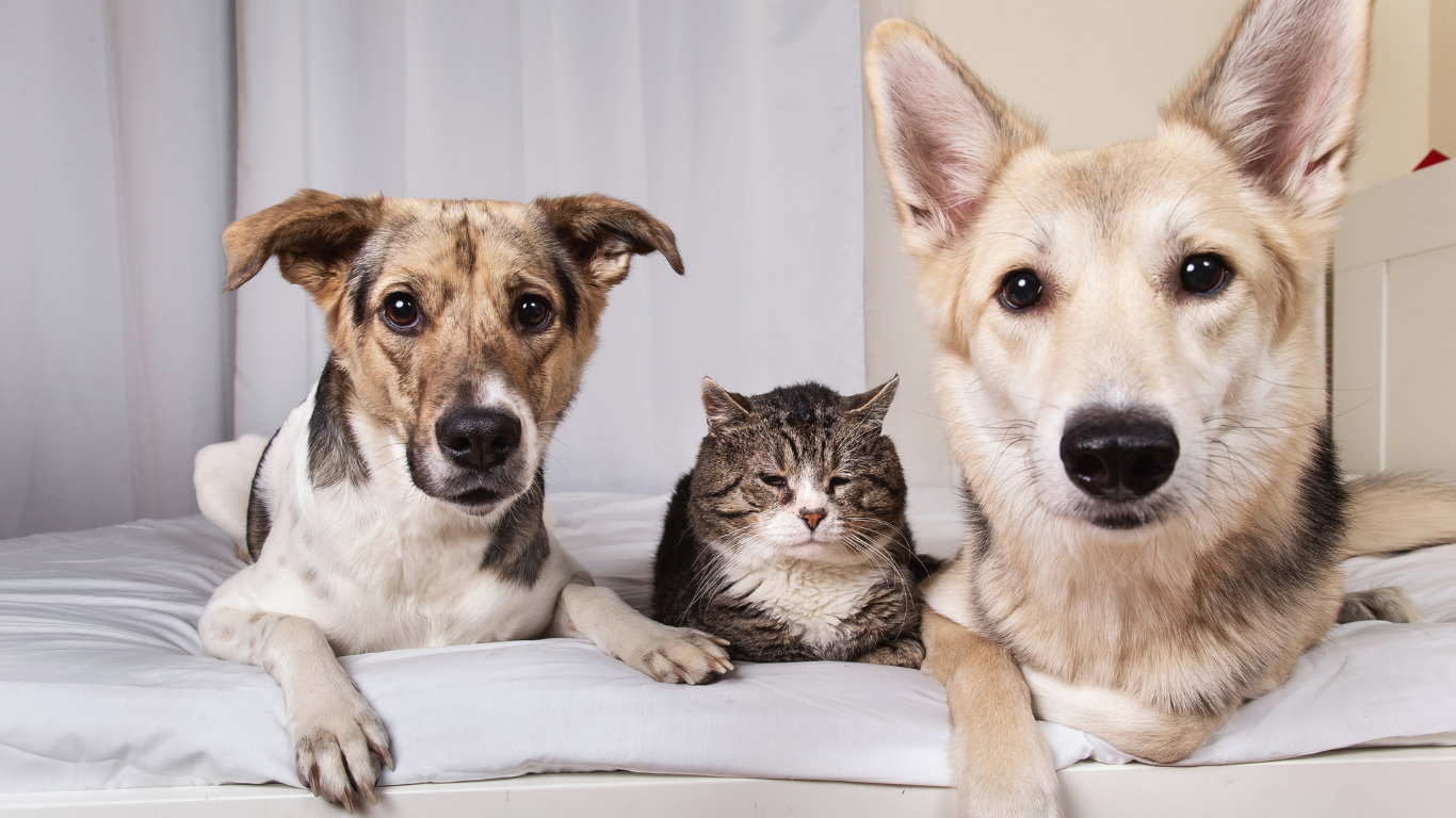 Concerned pet owner comforting a stressed dog and cat, emphasizing the importance of recognizing signs of pet stress.