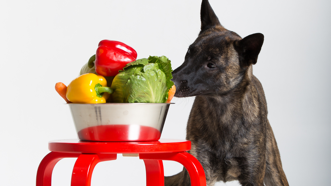 Various fruits and vegetables arranged in bowls, showcasing healthy dog treat alternatives that your pup will love.