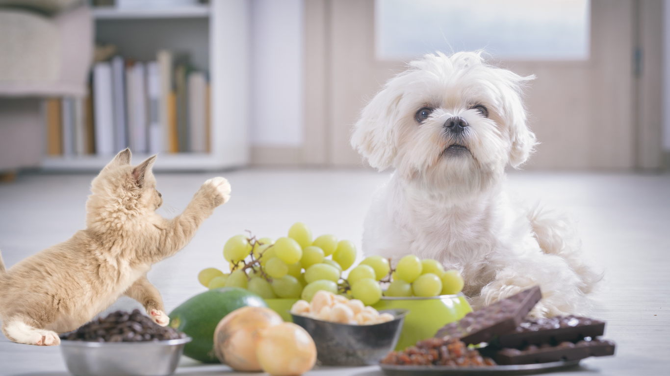 Pet Safety Alert: Dog and cat looking at a variety of human foods they should avoid, including chocolate, grapes, and onions.