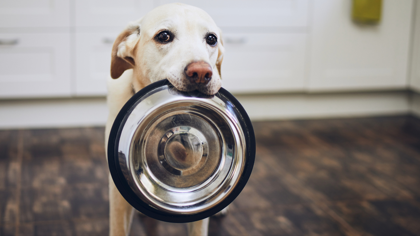 Dog calmly eating from a bowl with owner nearby, demonstrating positive reinforcement techniques.