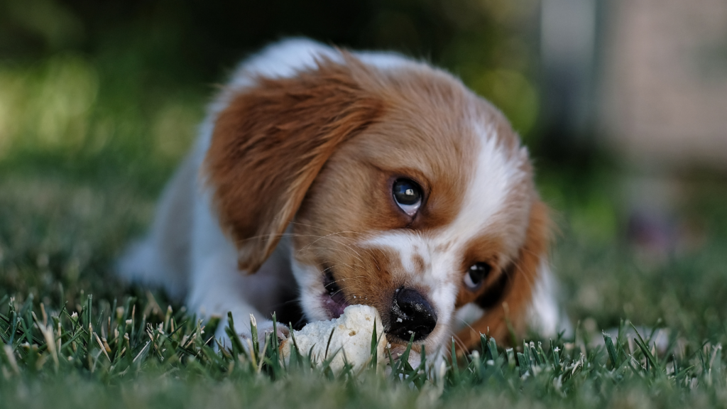 Dog calmly eating from a bowl with owner nearby, demonstrating positive reinforcement techniques.