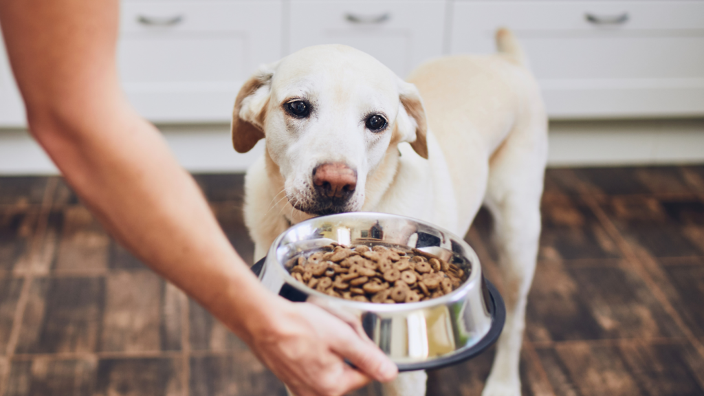 Dog calmly eating from a bowl with owner nearby, demonstrating positive reinforcement techniques.