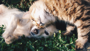Dog and cat peacefully sharing space in a living room, illustrating effective strategies for managing pet jealousy.