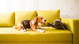 Dog and cat peacefully sharing space in a living room, illustrating effective strategies for managing pet jealousy.