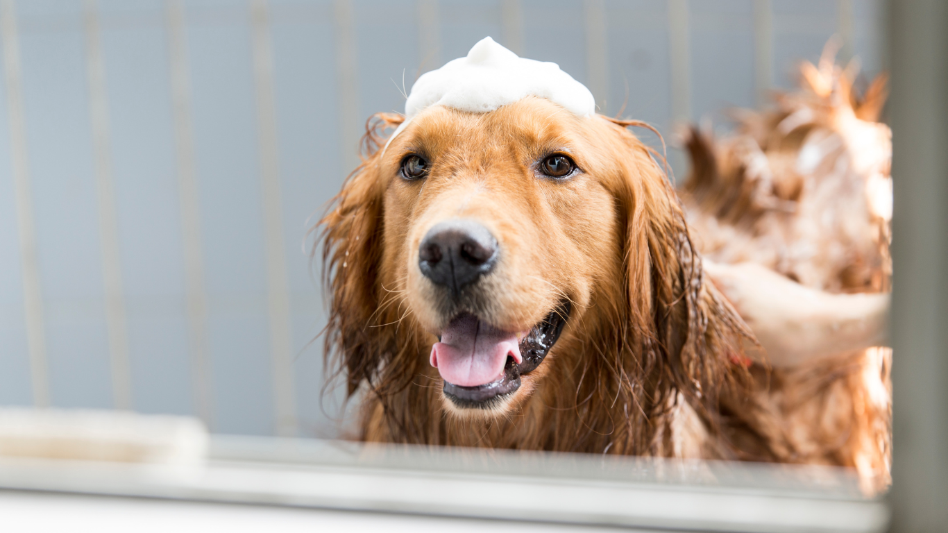 Various pet shampoo bottles lined up, showcasing the top choices for keeping your pet's coat clean and healthy