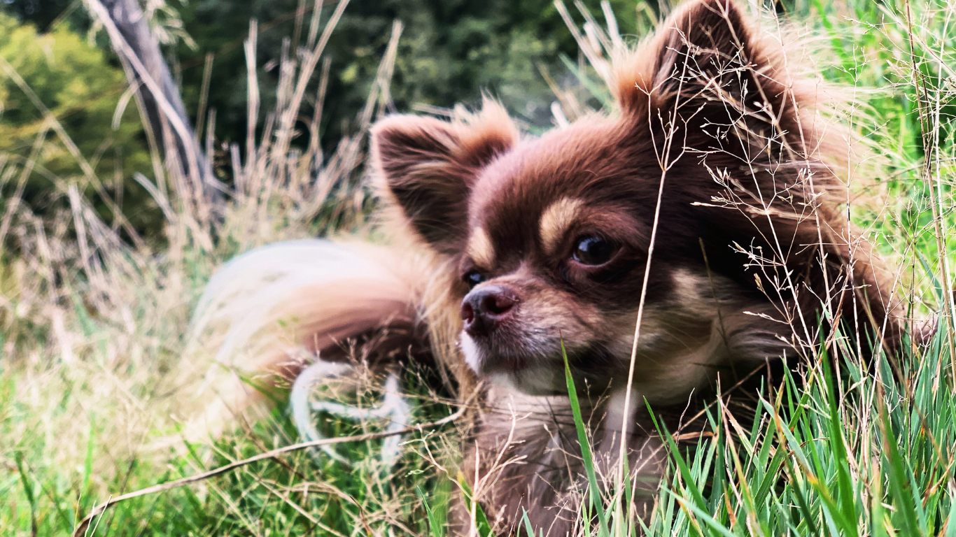 Dog and cat safely playing in a fenced yard, illustrating tips for protecting pets from wildlife.