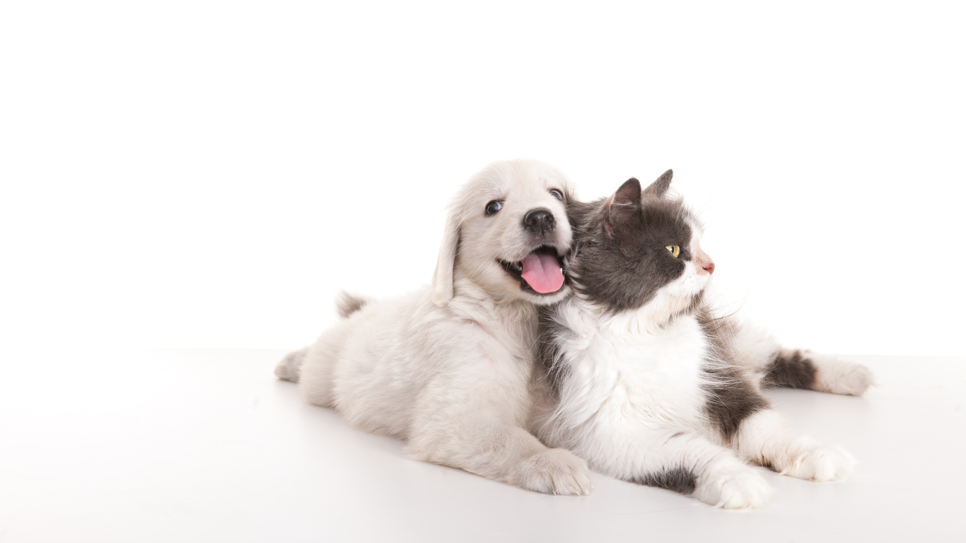 dog and cat sitting together | Petocare