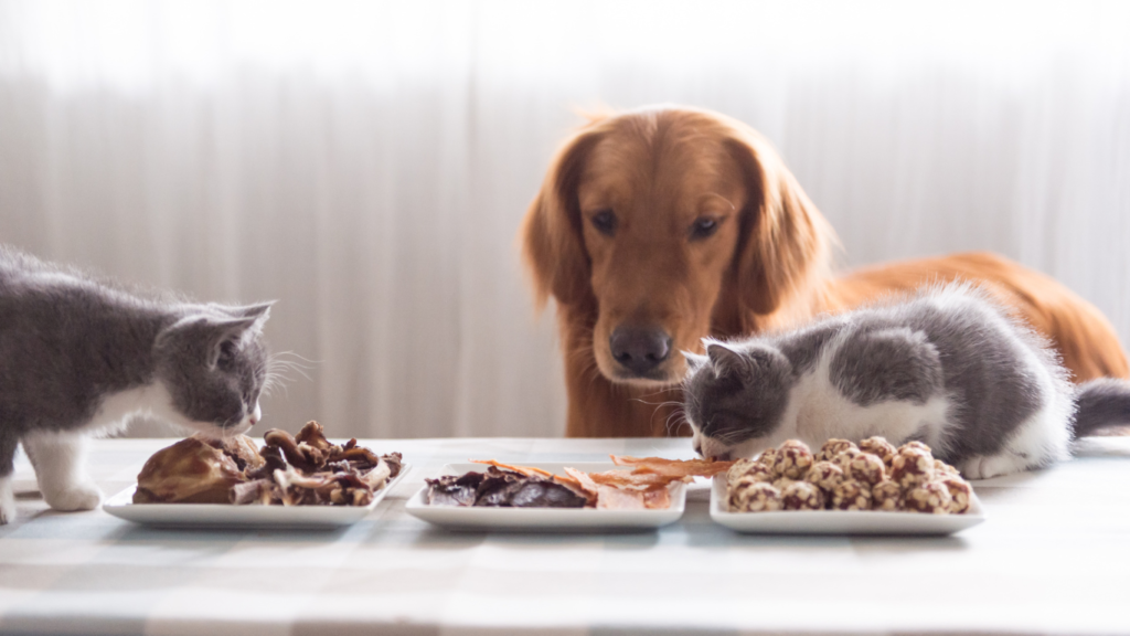 The design features a vibrant illustration of a happy dog and cat sitting together, surrounded by images of fresh fruits, vegetables, and supplement food.