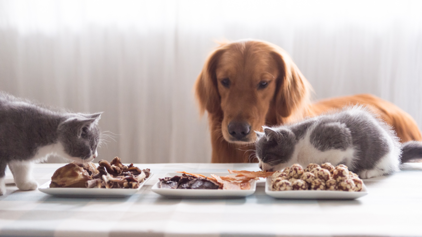  dog and cat enjoying food together | Petocare