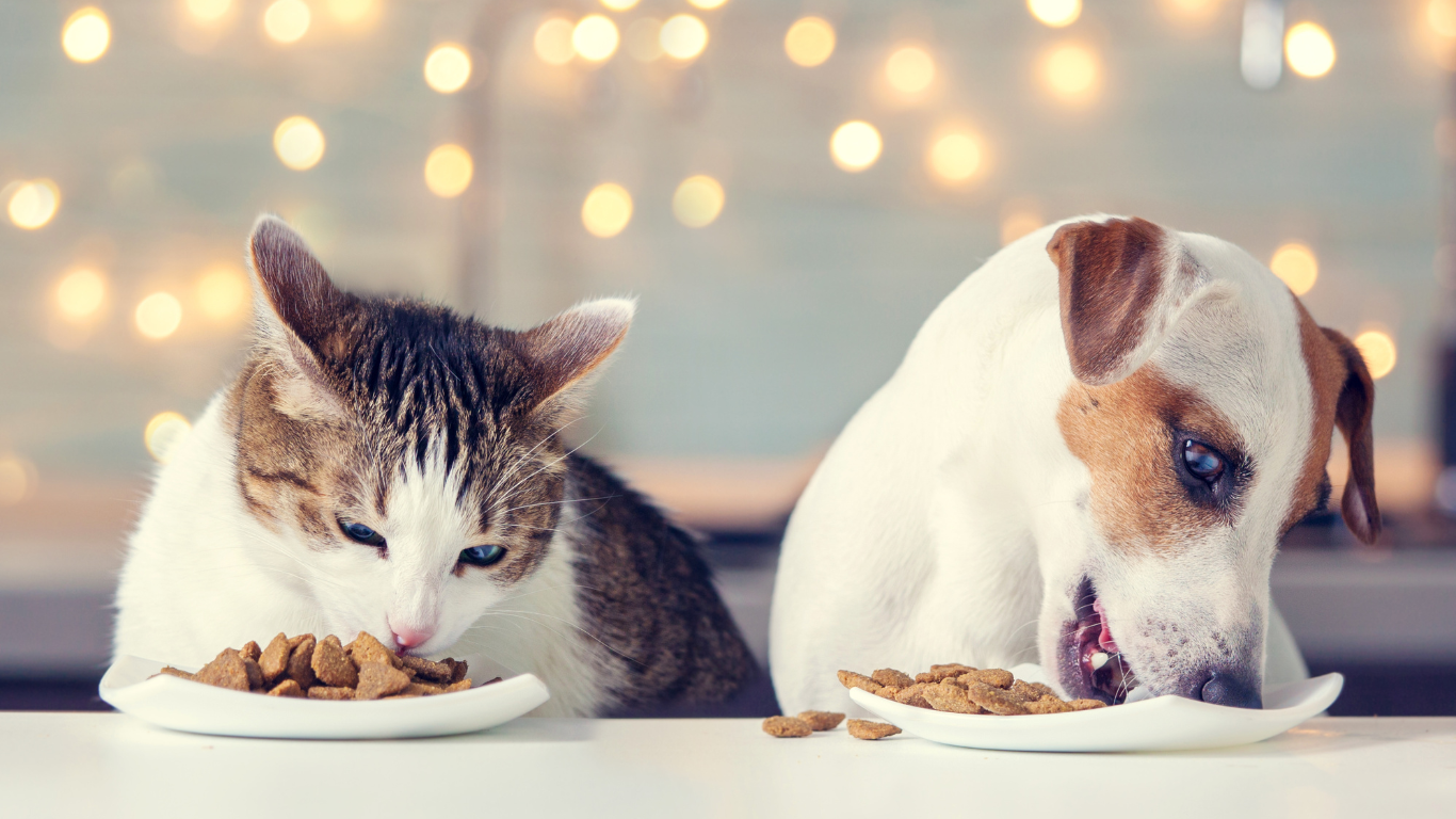 happy dog and cat sitting together with food | Petocare