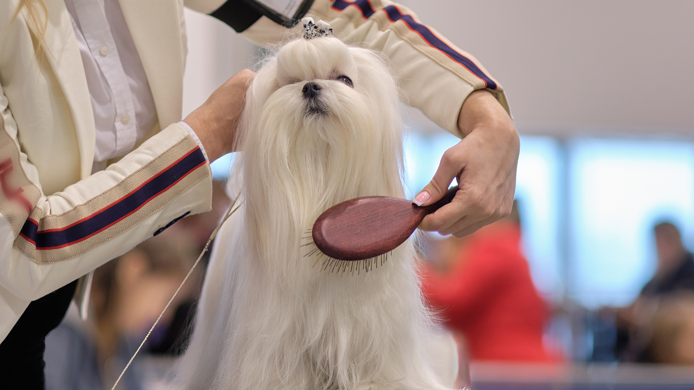 Various dog brushes arranged neatly, showcasing the top 5 expert-recommended brushes for maintaining a healthy and happy dog coat.