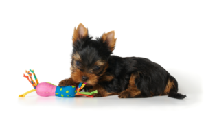 An illustration featuring various pet-related items and a piggy bank, symbolizing money-saving tips for pet parents