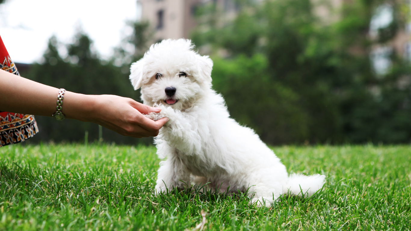 A playful dog performing a high five with its owner. The text overlay reads "Top 5 Fun Tricks to Teach Your Dog: Easy and Engaging Training Guide" in a bold, friendly font. The background features a vibrant park setting, emphasizing the fun and engaging nature of the training activities.