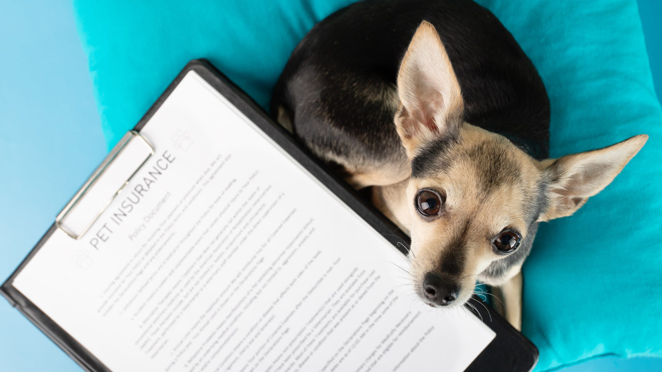 Image of a veterinarian examining a cat and dog, highlighting the importance of pet insurance for their health and protection.