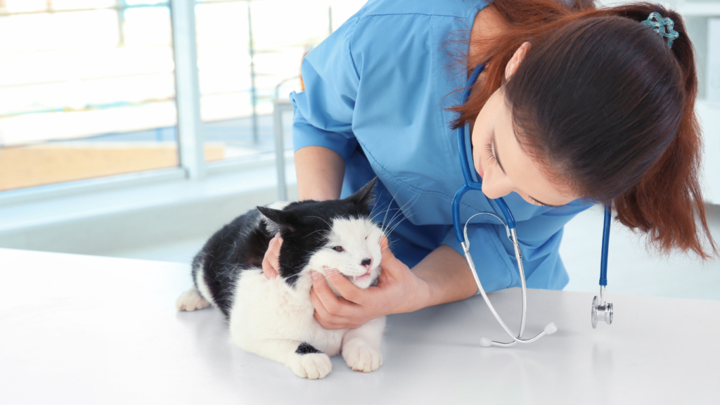 Image of a veterinarian examining a cat and dog, highlighting the importance of pet insurance for their health and protection.