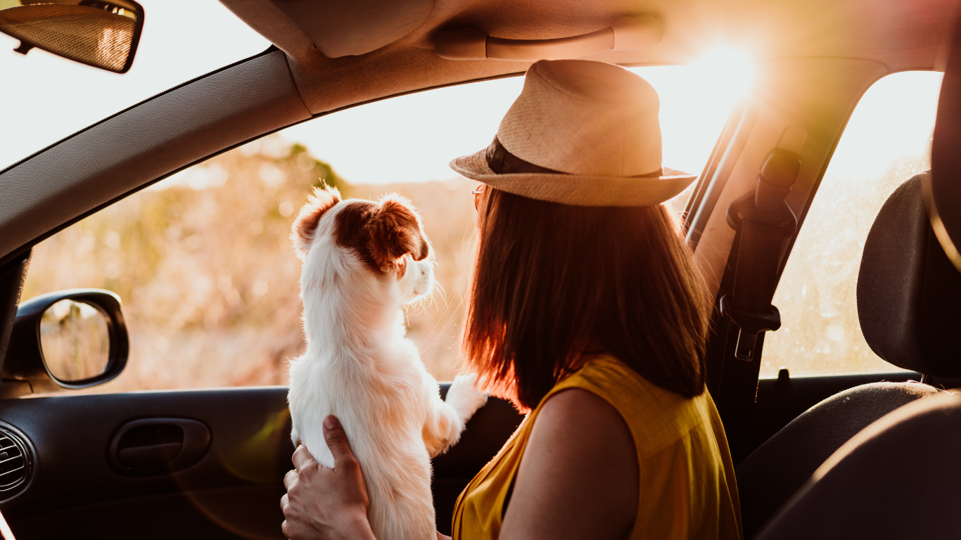 Image of a calm pet comfortably seated in a car with a happy owner, illustrating the theme of overcoming pet car anxiety through effective strategies for stress-free travel.