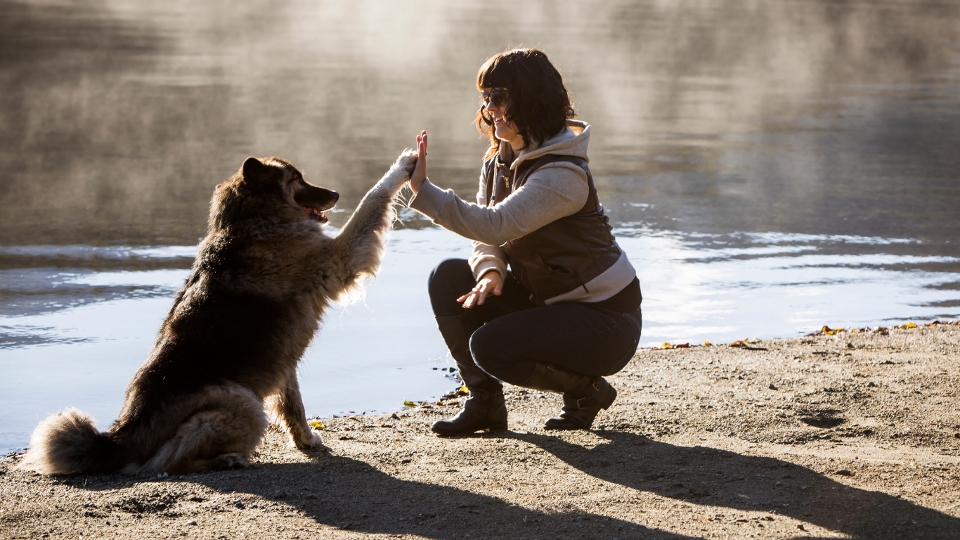 A playful dog performing a high five with its owner. The text overlay reads "Top 5 Fun Tricks to Teach Your Dog: Easy and Engaging Training Guide" in a bold, friendly font. The background features a vibrant park setting, emphasizing the fun and engaging nature of the training activities.