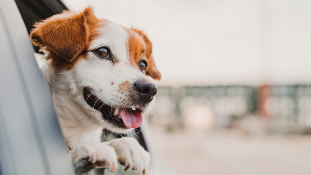 Image of a calm pet comfortably seated in a car with a happy owner, illustrating the theme of overcoming pet car anxiety through effective strategies for stress-free travel.