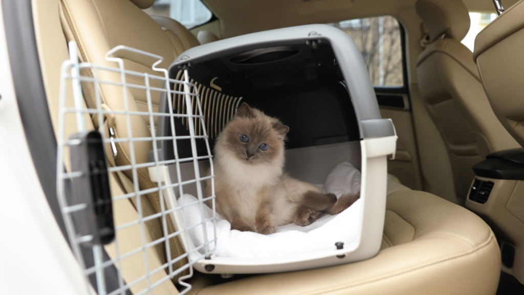 Image of a calm pet comfortably seated in a car with a happy owner, illustrating the theme of overcoming pet car anxiety through effective strategies for stress-free travel.