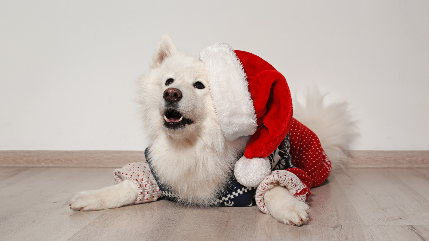 A happy dog wearing a Santa hat and festive sweater, surrounded by holiday decorations, enjoying holiday treats and playing with a new toy.