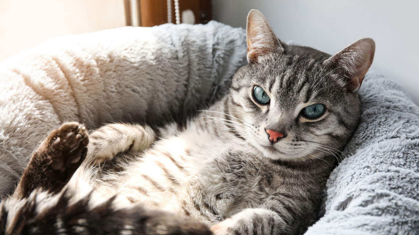 cat resting in bed | petocare