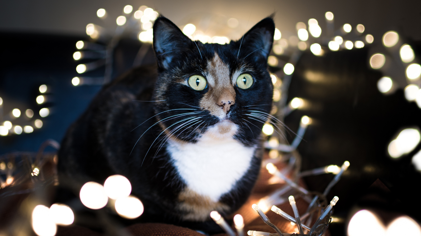Cat enjoying twinkling lights and holiday decorations | Petocare