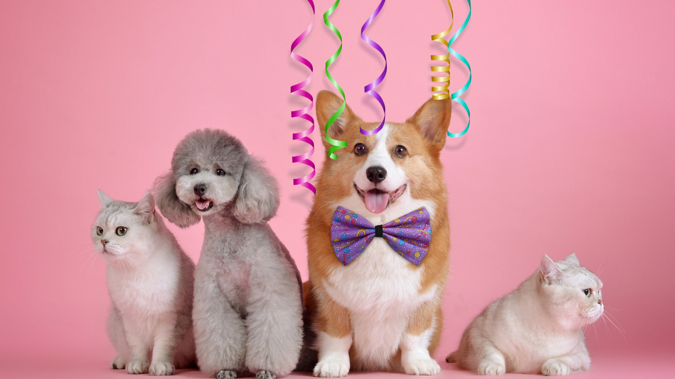 Pawsome Enjoying Holiday Festive Photo Shoot | Petocare