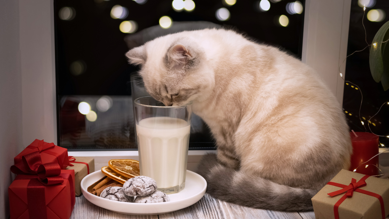 Cat enjoying holiday treats | Petocare