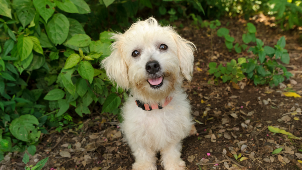 A joyful rescue dog with a wagging tail and bright eyes, happily sitting beside their new owner, showcasing the strong bond and companionship formed through adoption.