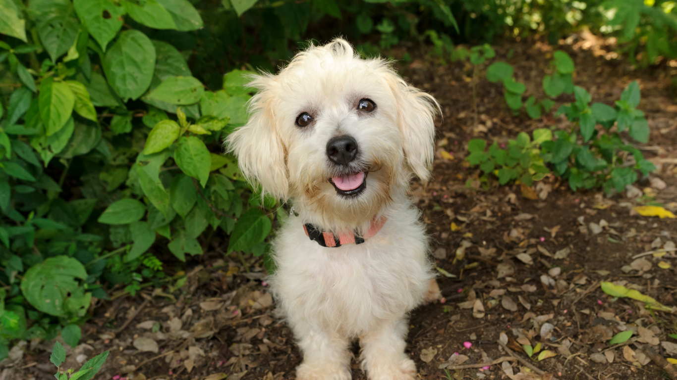 joyful rescue dog with a wagging tail and bright eyes, happily watching you | Petocare