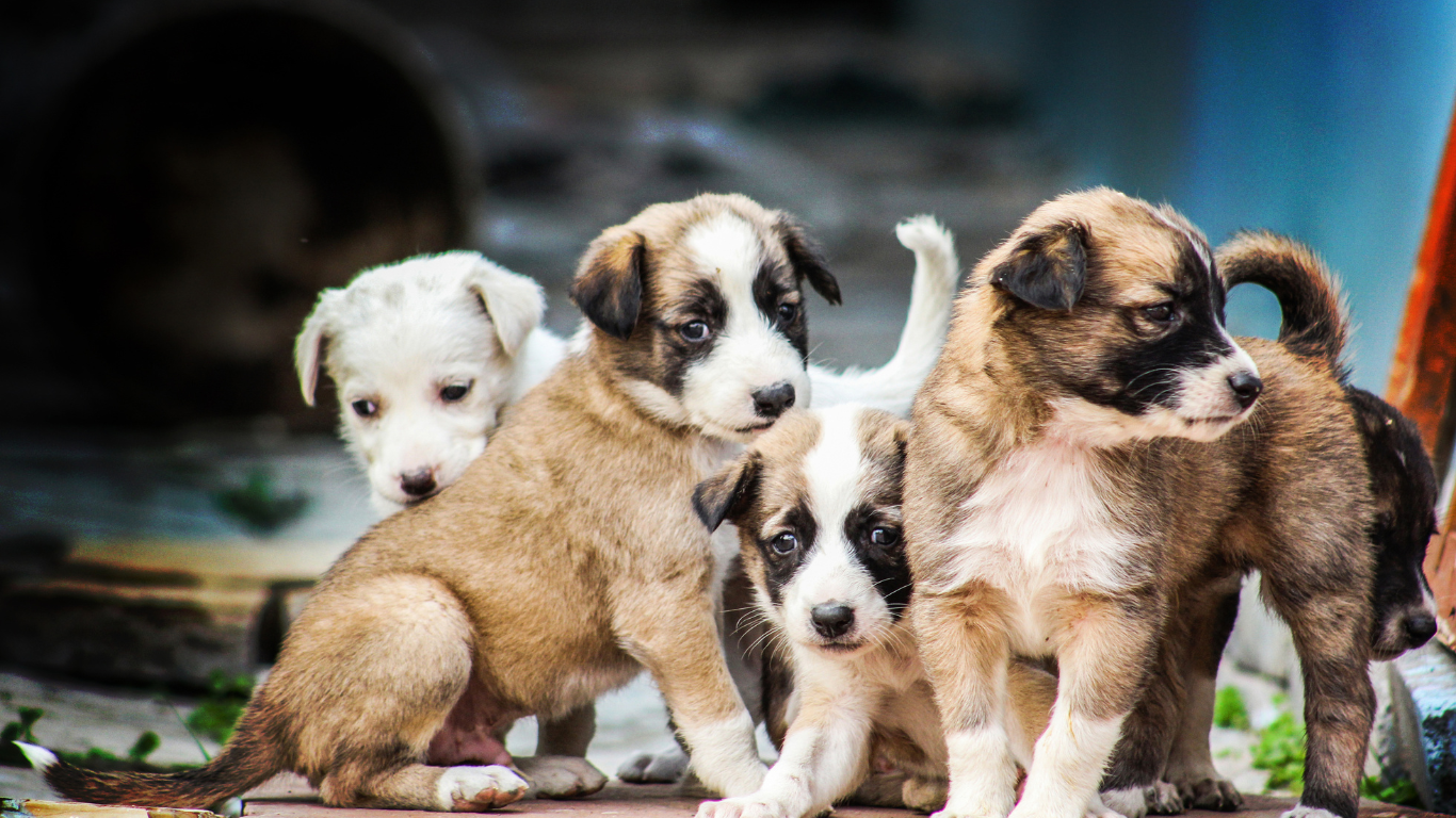 Rescue puppies with a wagging tail and bright eyes playing in adoption house | Petocare