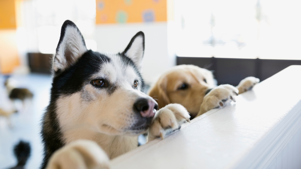 A joyful rescue dog with a wagging tail and bright eyes, happily sitting beside their new owner, showcasing the strong bond and companionship formed through adoption.