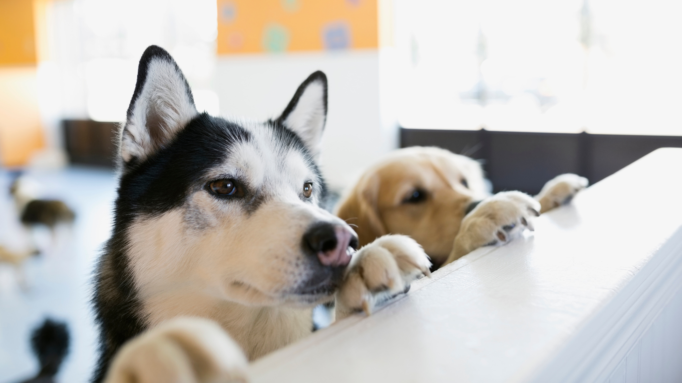 dog and puppy both bright eyes, happily sitting beside their new owner house and enjoying | Petocare