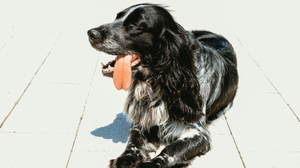 A happy pet sitting in the shade under a tree, with a water bowl nearby, representing the concept of protecting pets from dehydration and heat stroke with expert tips.