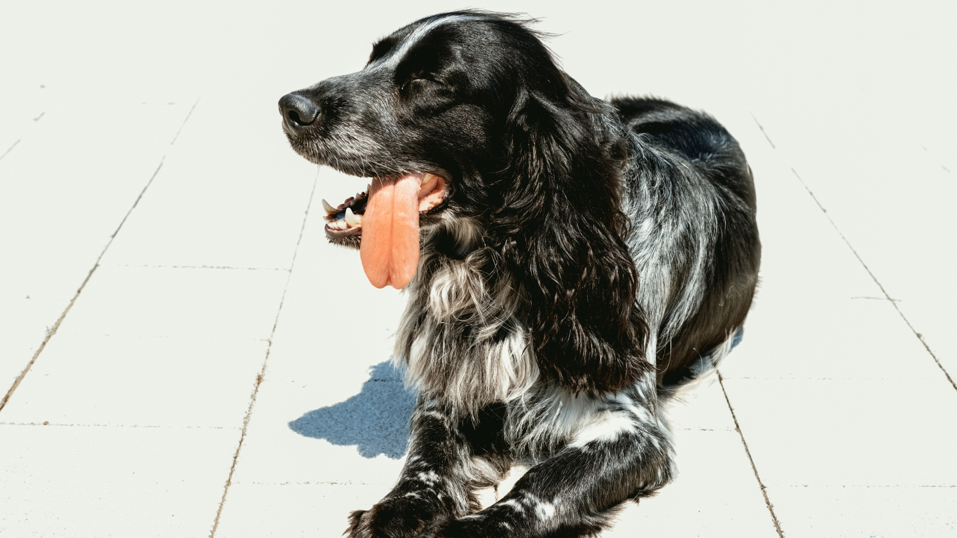 Dog Suffering from Heat Stroke near Bowl of Water on Floor at Home garden 