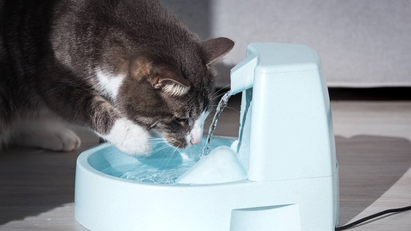 Cat drinking water | Petocare
